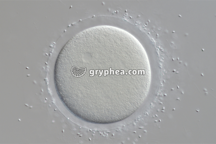 Cellule-oeuf d'Oursin (Sphaerechinus granularis) x150 - gryphea.org